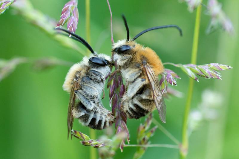 Biene Majas wilde Schwestern, Naturfilm