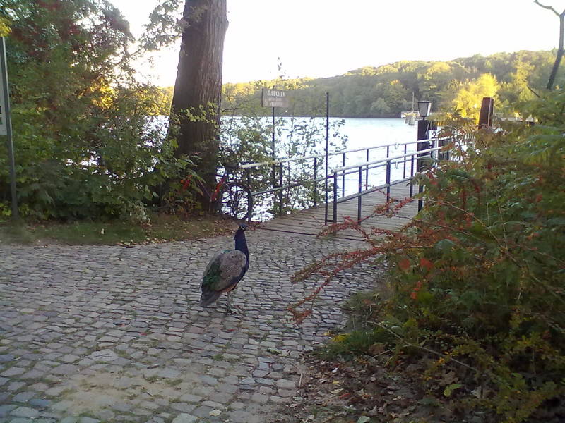 LachMeditationSpaziergang an und auf der Pfaueninsel - ein Hauch von Winterurlaub in Berlin -