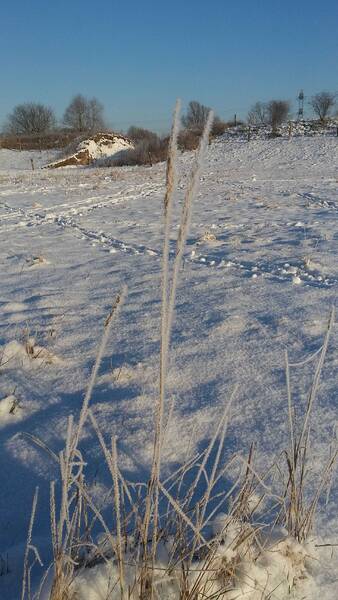Spurensuche im Winter 