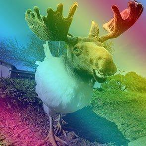 Adorable Creatures - The Moose Chicken - English Comedy Open Mic