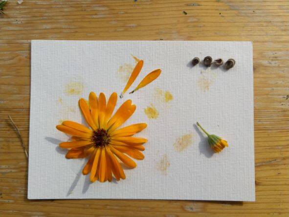 Ringelrose, Morgenröte, Kalenderblume
