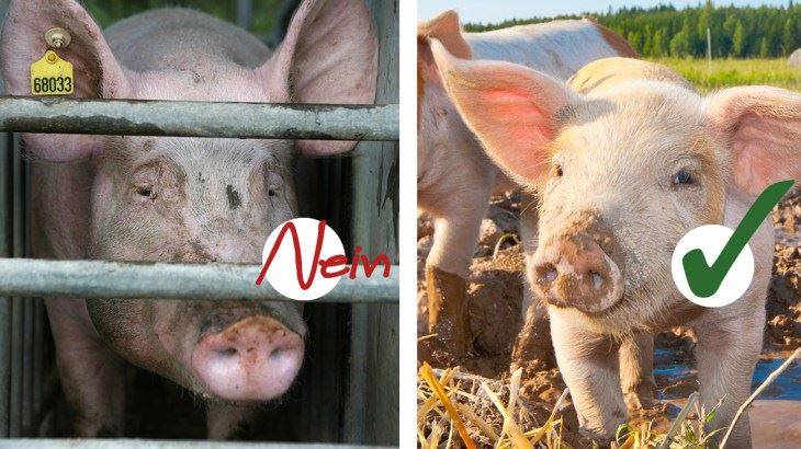 Moderne Nutztierhaltung – Probleme und Lösungsansätze