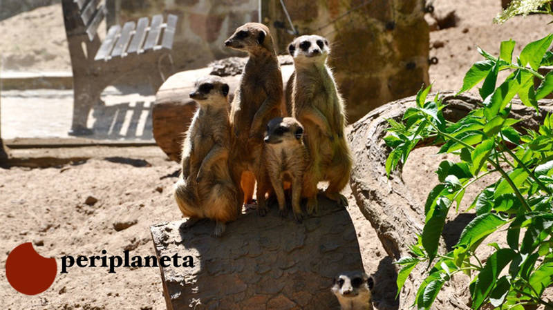 #Verlagebesuchen bei Periplaneta