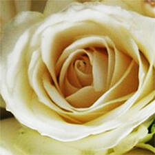 Fest der Rose der Rosenkreuzer AMORC