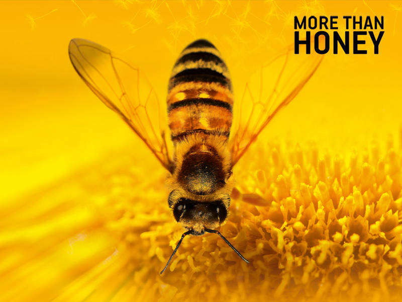 Kinoreihe Stadtnatur: MORE THAN HONEY - Vom Leben und Überleben der Bienen