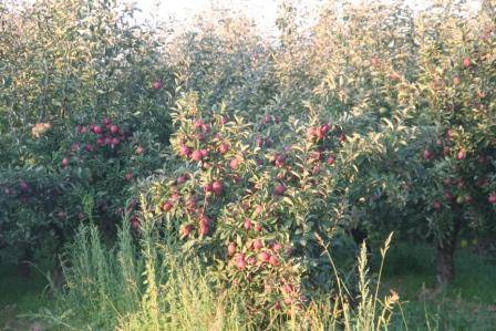 Radtour durch den Obstgarten Berlins