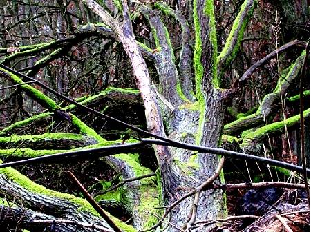  Wandern im Spandauer Forst