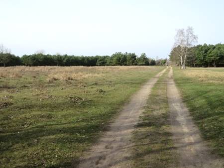 Wanderung durch den Bucher Forst