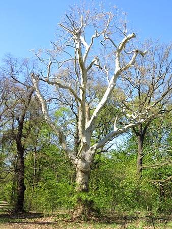 Fahrradtour von Neukölln nach Pankow und Spaziergang in Niederschönhausen
