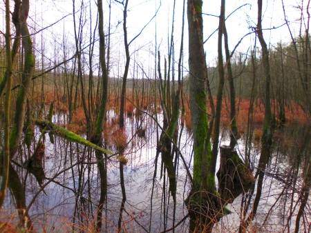 Wanderung im Spandauer Forst am 2. Weihnachtsfeiertag