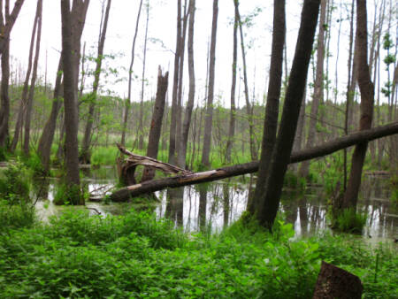 Wanderung im Spandauer Forst