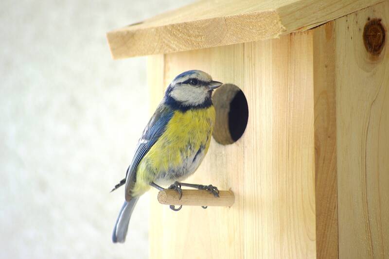 Nistkästen für Vögel fertigstellen – fällt aus Krankheitsgründen leider aus