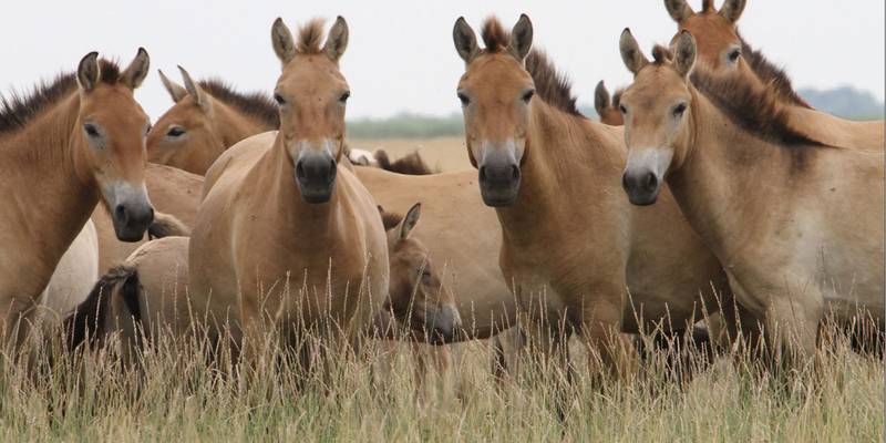 Askania Nova  Eine Reise zu dem vergessenen Naturparadies in der Südukraine
