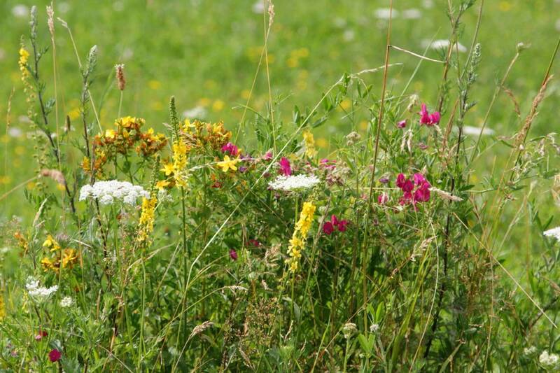 Botanische Bestimmungsübung - Pflanzenfamilien kennenlernen