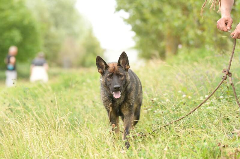 Tierschutz Total "Stadtnatur und Hund" mit Kristina Roth - Abgesagt -
