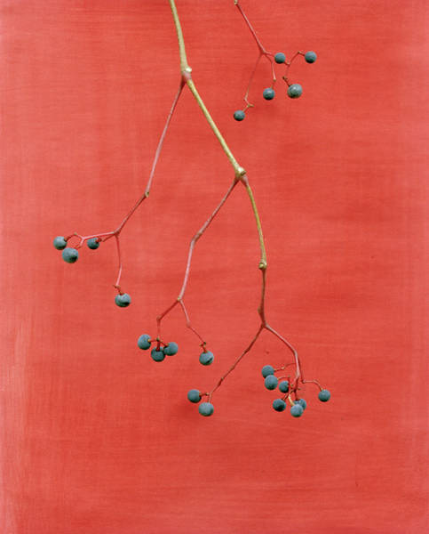 Ausstellung: 'Ecotone'