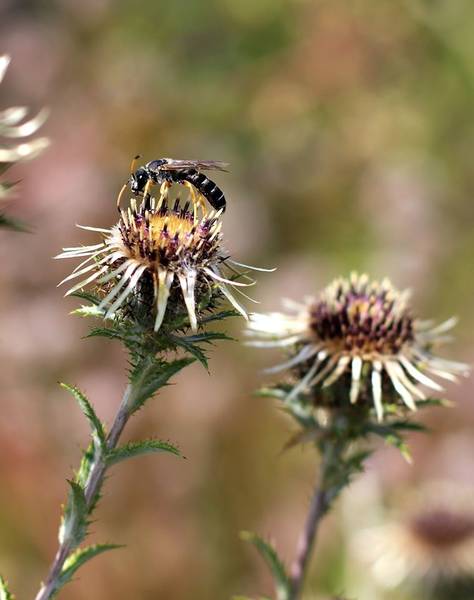 Vortrag: Wildbienen - unersetzliche Bestäuber
