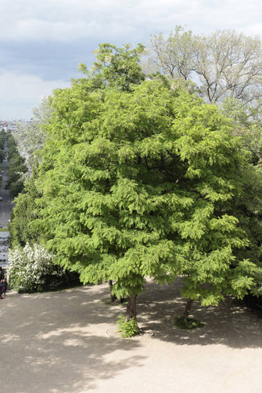 Heilpflanzenführungen in Berlin