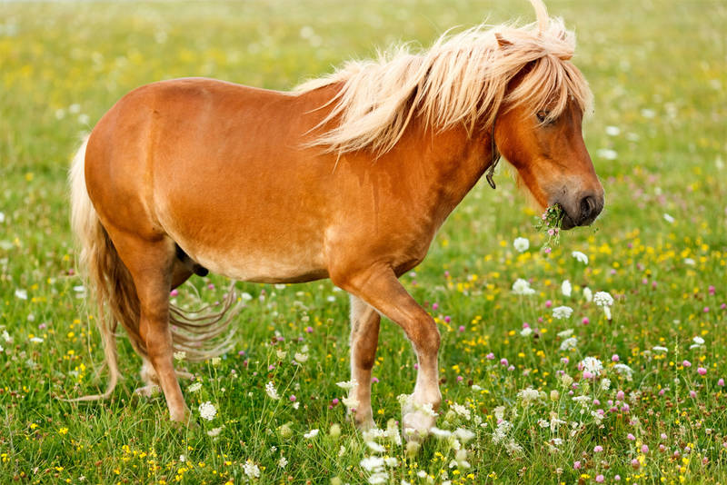 Ponyclub "Zu den flotten Hufen" lädt zum großen Sommerfest 