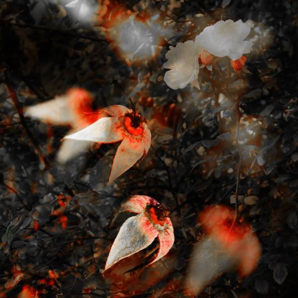 SURREAL FIXIERT / Fotografik von Ingolf Seidel