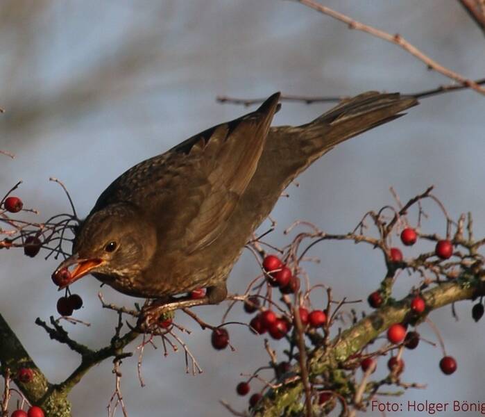 Winterliche Vogelwelt am Hahneberg