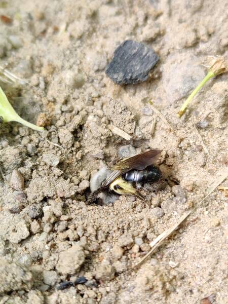 Wildbienenspaziergang am  Ökowerk e.V. im Grunewald