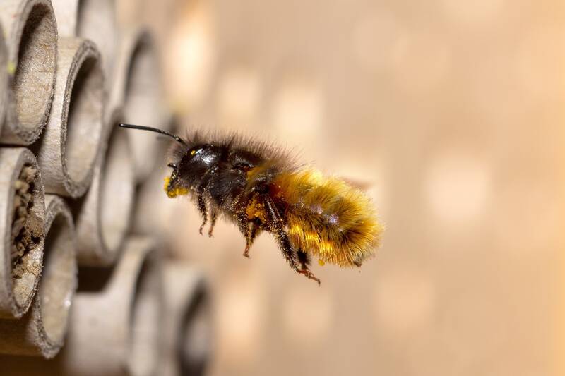 Wildbienen-Führung über den Alten Zwölf-Apostel-Kirchhof 