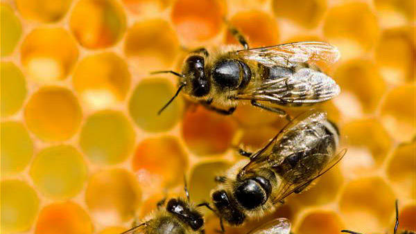 Mit Greenpeace Bienenhotels und Saatkugeln basteln - in den Prinzessinnengärten