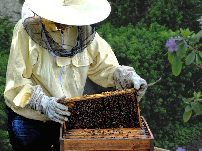 Bienen-Führung mit der Imkerin Ange Bähr