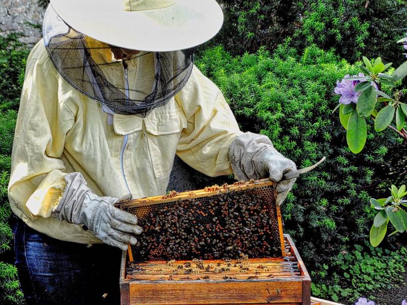 Bienen Führung auf dem Alten Zwölf-Apostel-Kirchhof