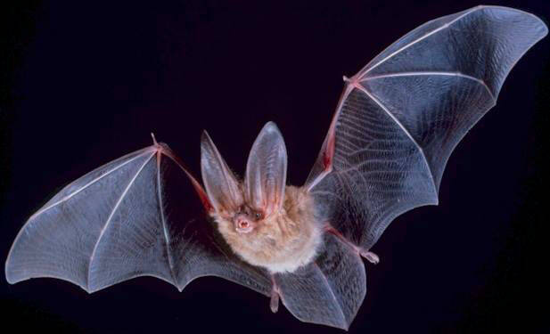 Fledermaus - Beobachtung auf dem Alten St.-Matthäus-Kirchhof