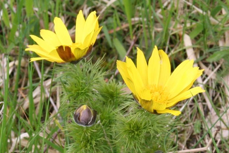 Radtour zur Blüte der Adonisröschen von Trebnitz nach Frankfurt (Oder)-Rosengarten