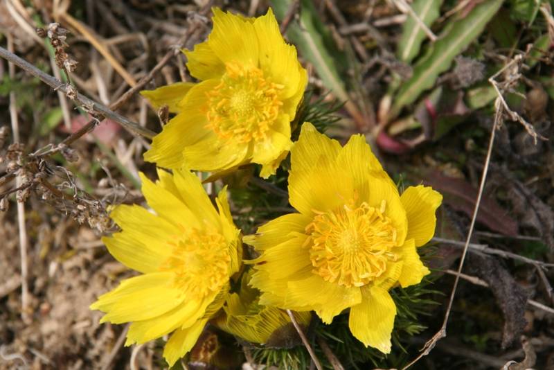 Radtour zur Blüte der Adonisröschen 