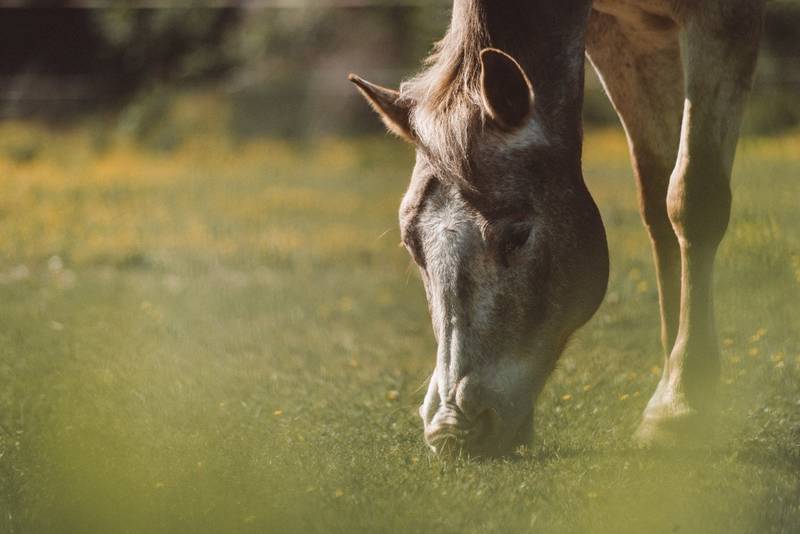 Ponyclub "Zu den flotten Hufen" ruft zum Wilder Westen Fest am 18. Mai 