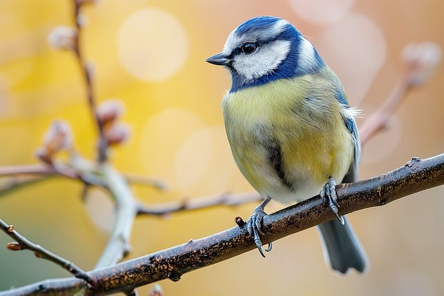 Frühling  in der Vogelwelt am Hahneberg