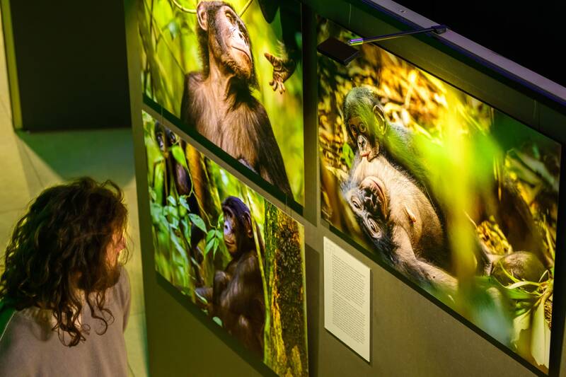 Führung durch die Ausstellung Bonobo Stories
