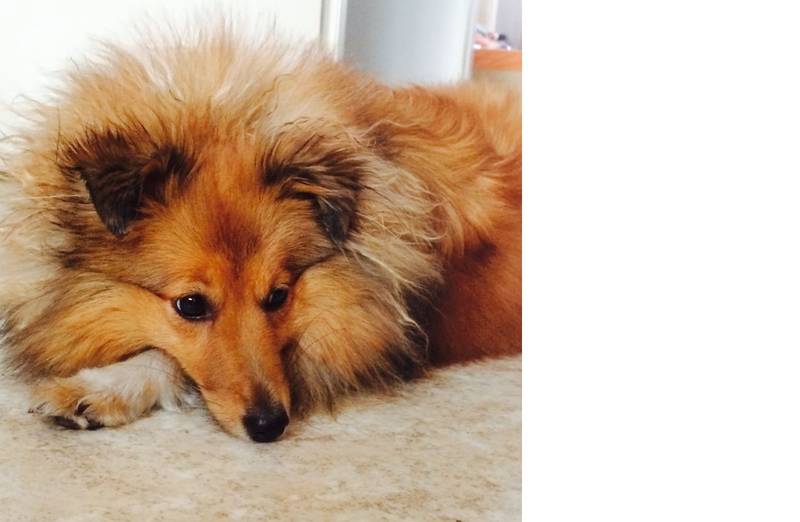Spaziergang mit Sheltie Bonnie (angehender Therapiehund)