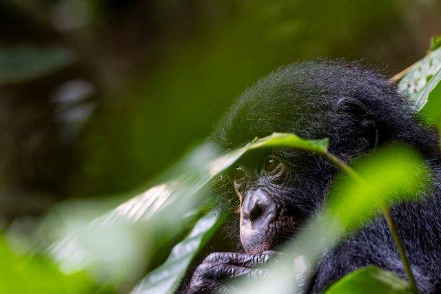 Bonobo Stories - Fotografien von Christian Ziegler aus dem Salonga Nationalpark - Eine Ausstellung des Max-Planck-Instituts für Verhaltensbiologie (Mo - Fr)