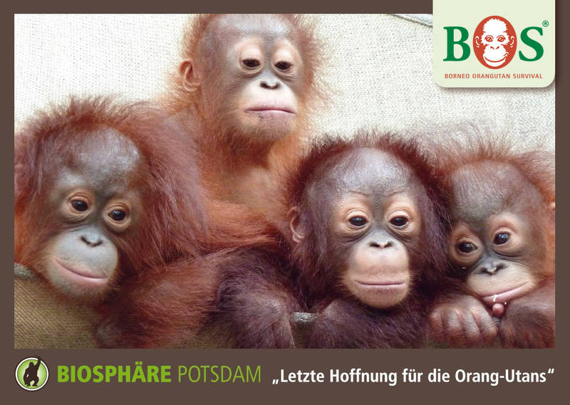 Ausstellung „Letzte Hoffnung für die Orang-Utans"
