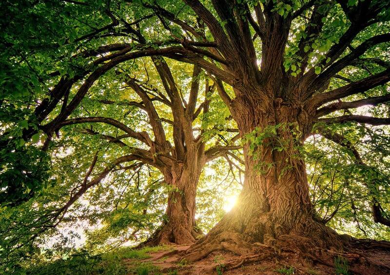 Der Maibaum - die Mystik der Natur: "Naturspaziergang" mit dem Gemeinwesenverein Haselhorst e.V. und Naturbegleiter Detlev Dahlmann am 23. Mai um 13 Uhr!