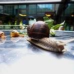 Schneckiges!