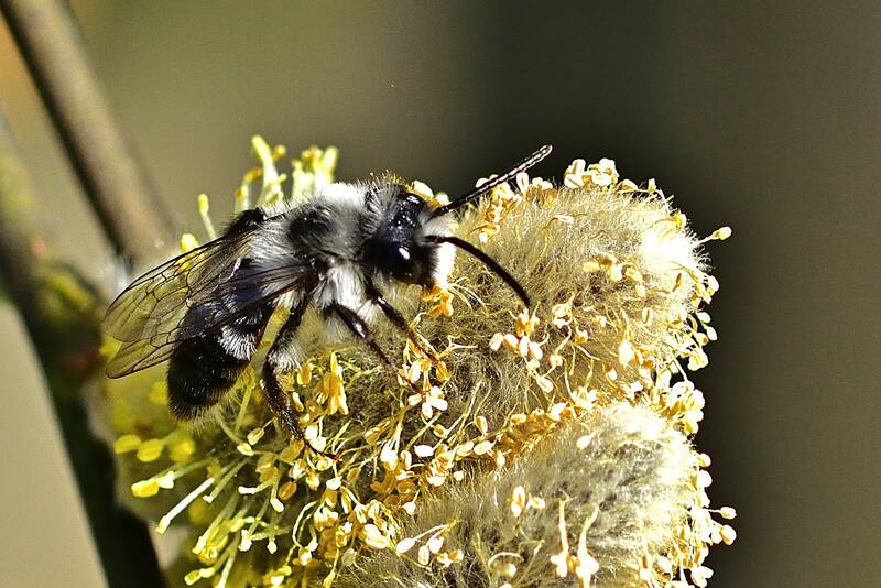 Wildbienen im Spreepark