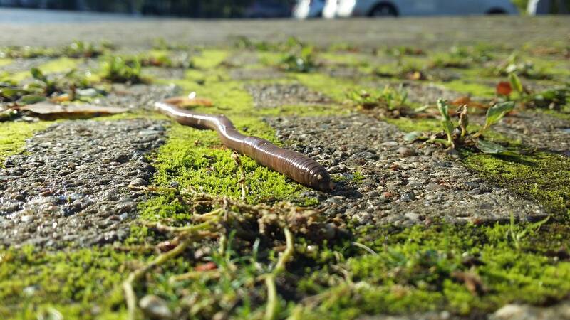 Kamishibai-Theater - Was macht der Regenwurm im Garten?