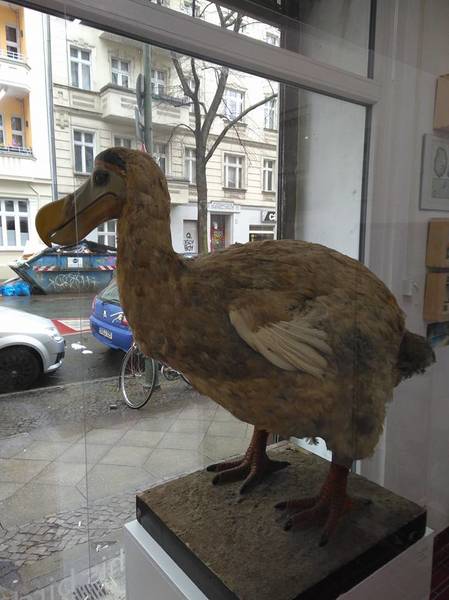 Der vom Menschen ausgerottete Dodo aus Mauritius. Alice im Wunderland