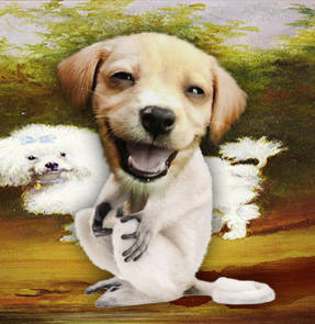 Adorable Creatures - The Dogmur - English Comedy Open Mic