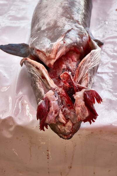 Men and Fisch - Saskia Barth (Di - Sa)