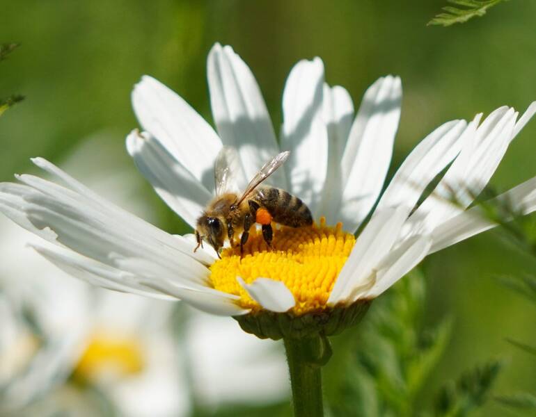 Wohnquartiere naturnah.  Wie kann ich meinen Garten, Balkon oder Hof naturnah gestalten? Wie schaffe ich Akzeptanz? Wie gelingt die Pflege?