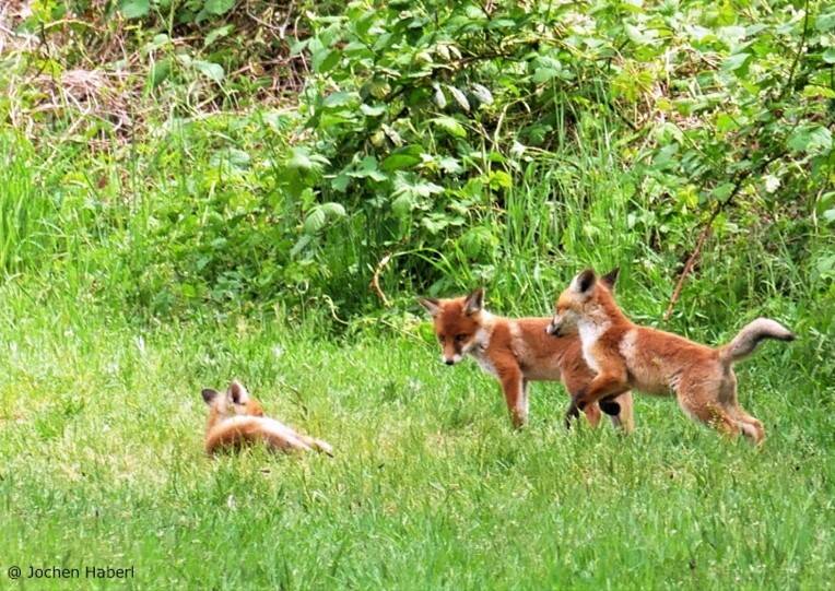 Wildtierführung - Zu Besuch bei unseren wilden Nachbarn!