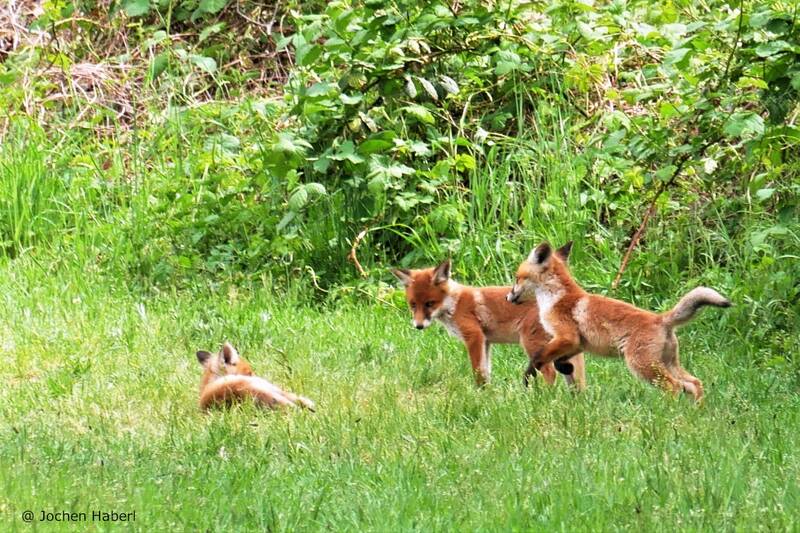 Kleine Wildtier-Führung am Hahneberg