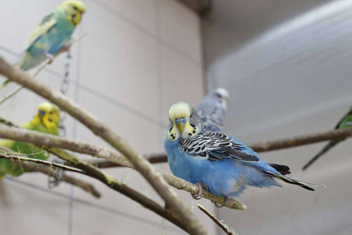 Tiergerechte Wohnungshaltung von Kleinsittichen